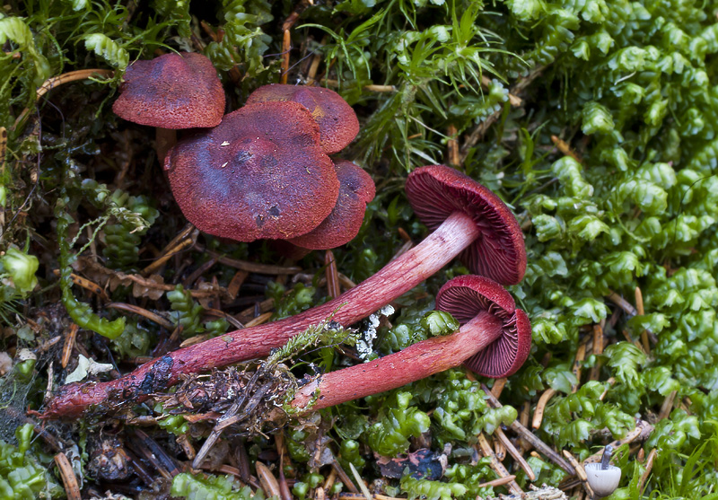 Cortinarius vitiosus